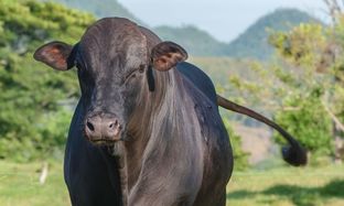 B2C preview pic 312x187 px - 1